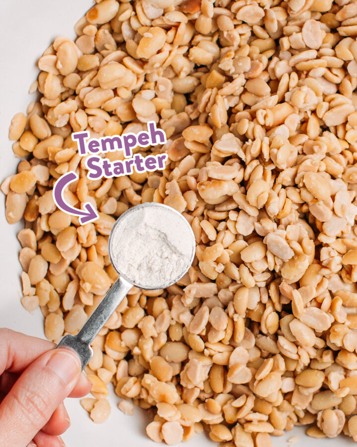 Holding a teaspoon of tempeh starter over a bowl filled with cooked soybeans.