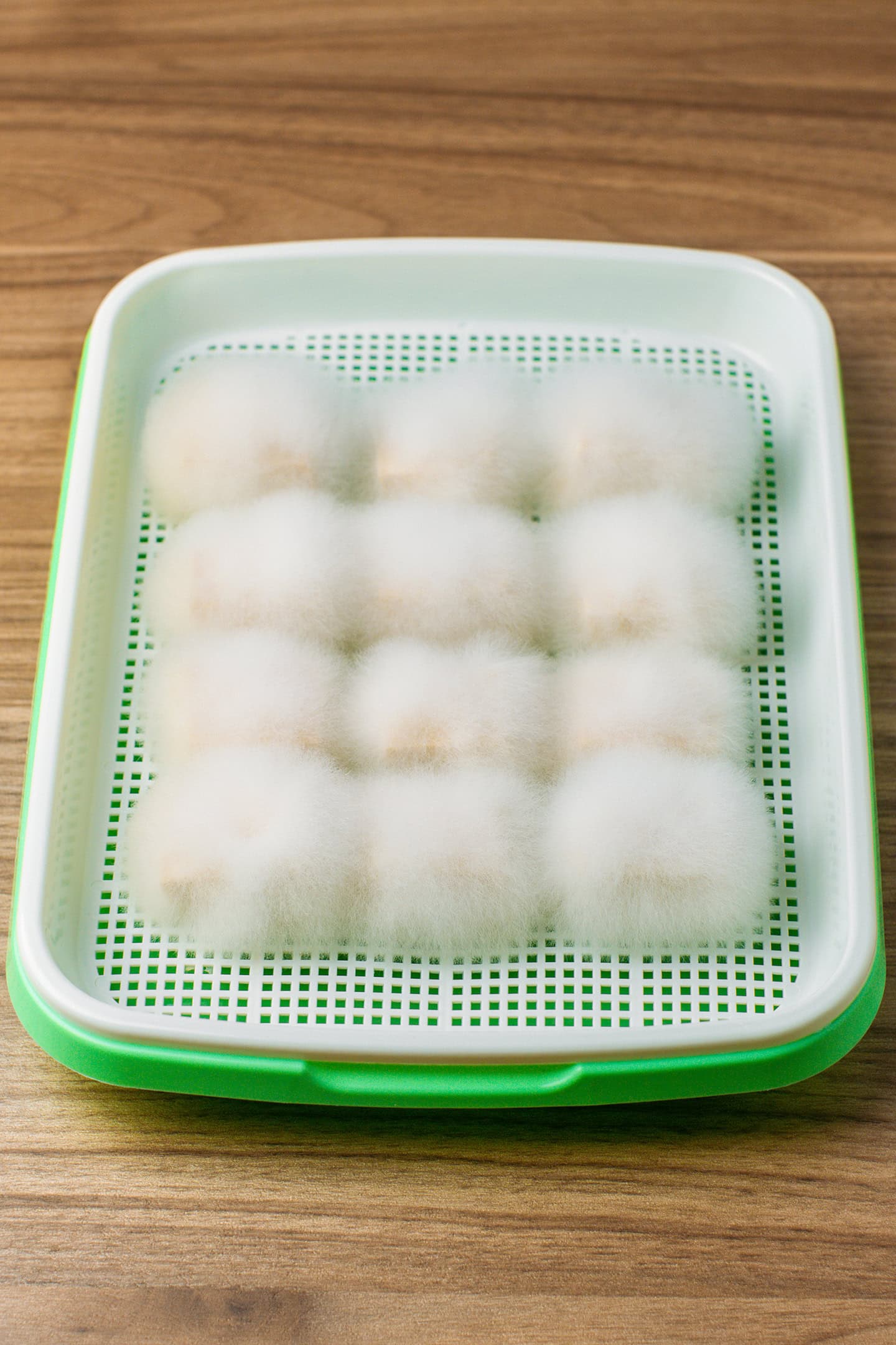 Hairy tofu on a grid after 3 days.
