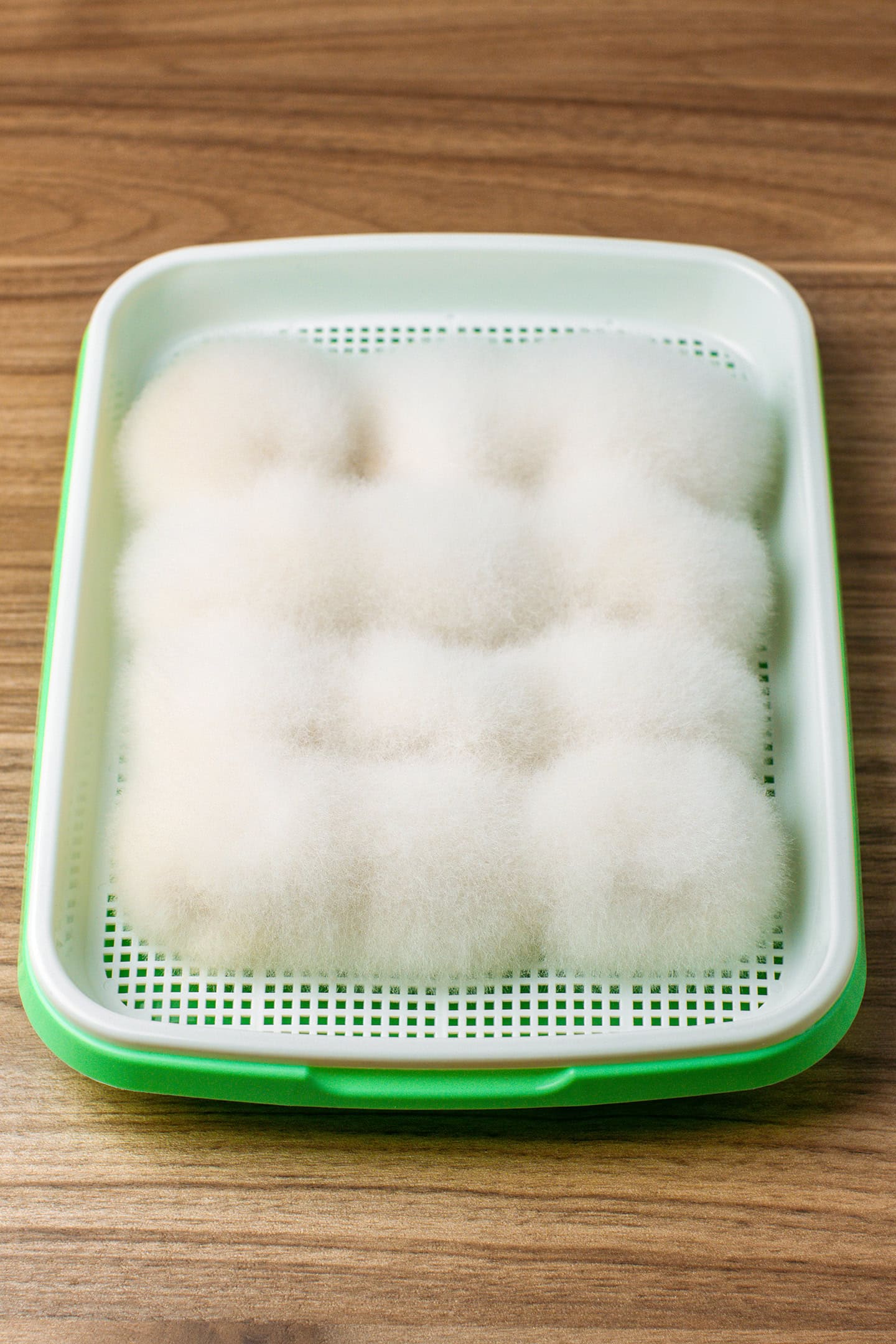 Hairy tofu on a grid after 4 days.